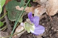 Viola riviniana