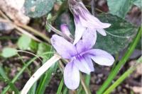 Viola reichenbachiana