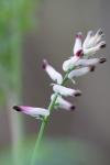Fumaria capreolata