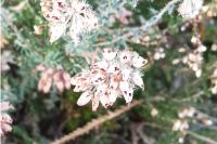 Erica tetralix