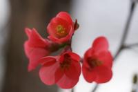 Chaenomeles japonica