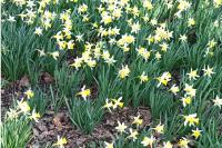 Narcissus pseudonarcissus