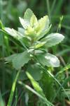 Hylotelephium telephium