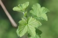 Ribes rubrum