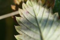 Fragaria viridis
