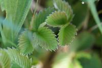 Fragaria viridis
