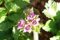 Erodium moschatum