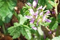 Erodium moschatum