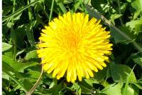 Taraxacum officinale