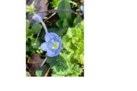 Veronica persica