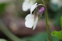 Viola odorata