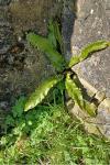 Asplenium scolopendrium