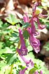 Corydalis solida