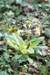 Primula elatior