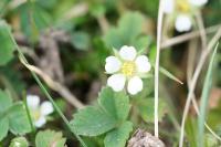 Potentilla sterilis