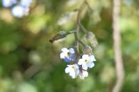 Myosotis arvensis