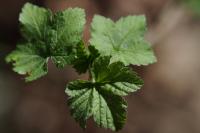 Ribes rubrum