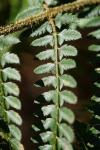 Polystichum setiferum