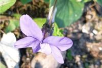 Viola riviniana