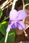 Viola hirta