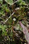 Saxifraga tridactylites