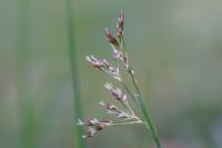 Luzula forsteri