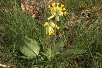Primula veris