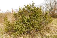 Juniperus communis