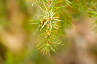 Juniperus communis