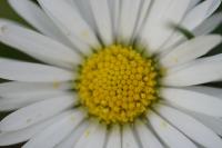 Bellis perennis
