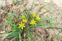Gagea pratensis