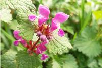 Lamium maculatum