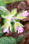 Erodium moschatum