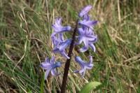 Hyacinthoides