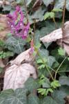 Corydalis solida