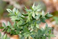Ruscus aculeatus
