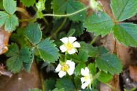 Potentilla sterilis