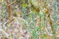 Ulex europaeus