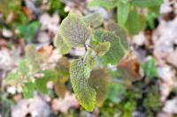 Teucrium scorodonia