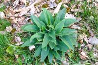 Digitalis purpurea
