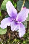 Viola reichenbachiana