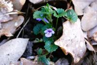 Glechoma hederacea