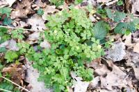 Adoxa moschatellina