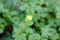 Adoxa moschatellina