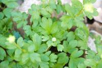 Adoxa moschatellina