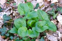 Arum maculatum