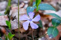 Vinca minor