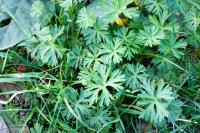 Geranium dissectum