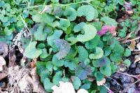 Alliaria petiolata