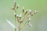 Luzula forsteri